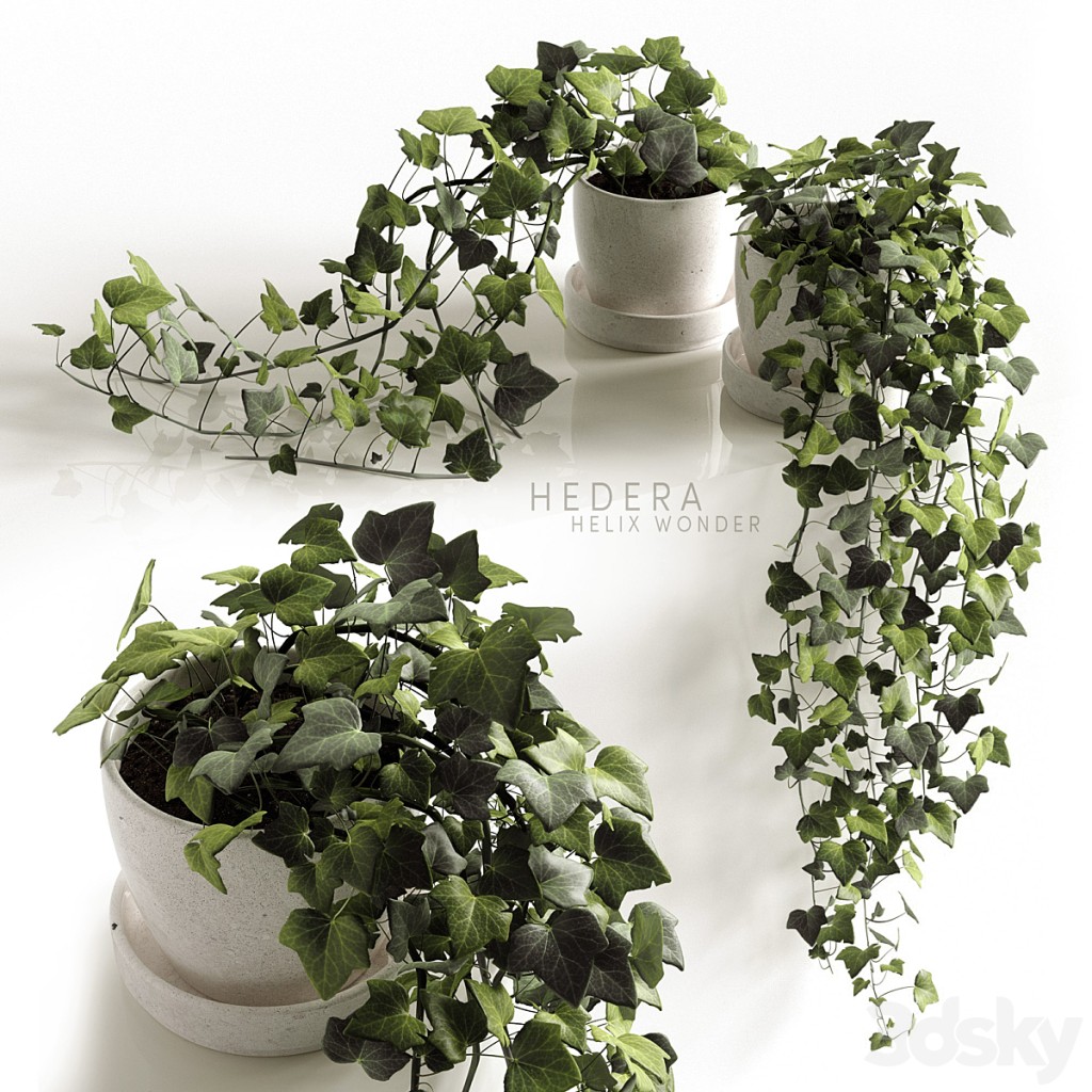 Hedera Helix wonder