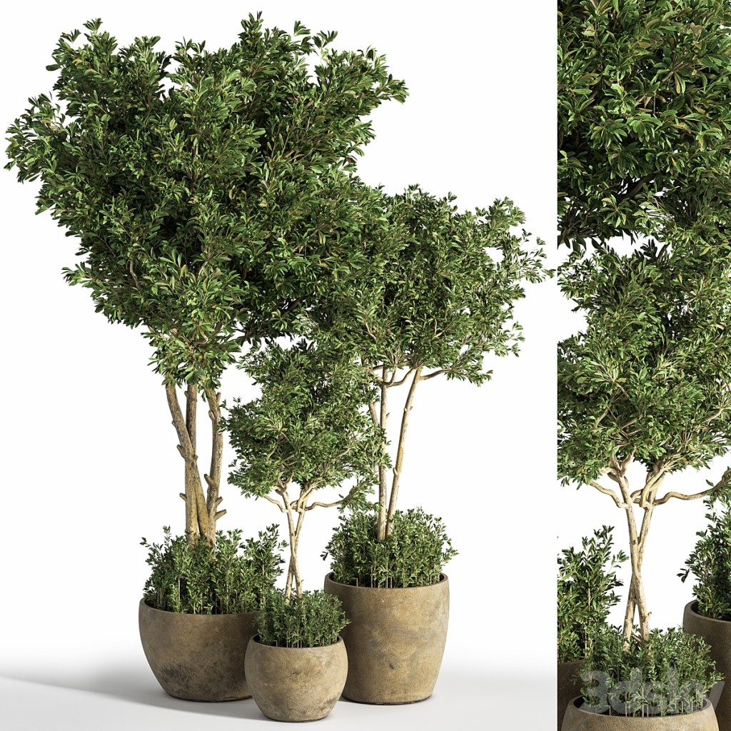 Indoor_Plant_Set_25