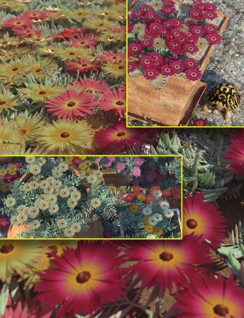 Livingstone Daisy – Garden Flowers – Bundle