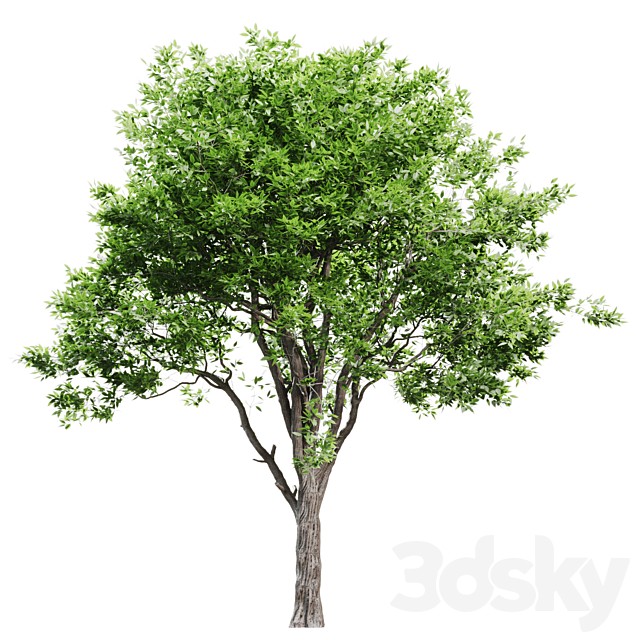 Outdoor Tree Set 040