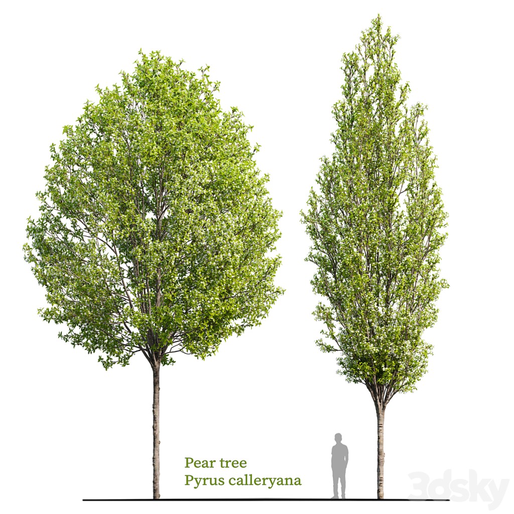 Callery pear 02
