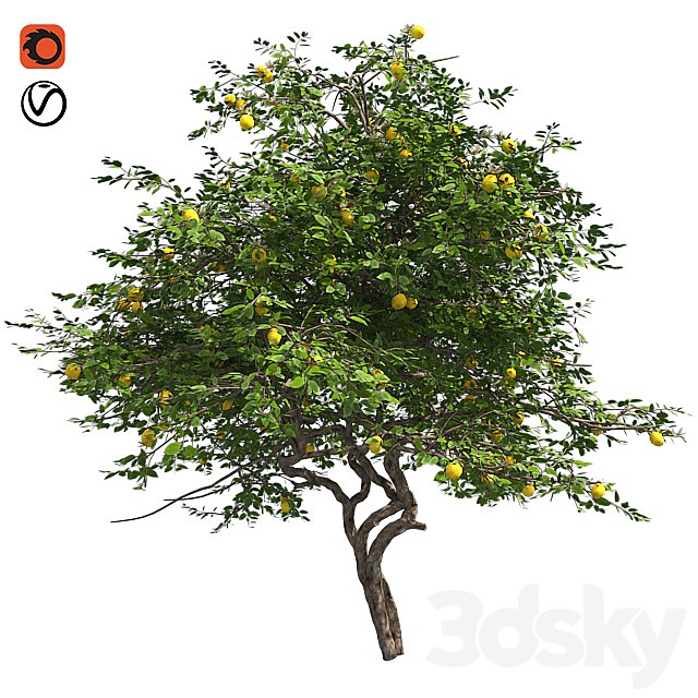 Lemon Tree with fruits and blossom