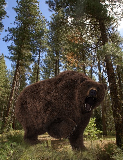 Ursus Arctos