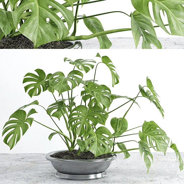 Monstera 2