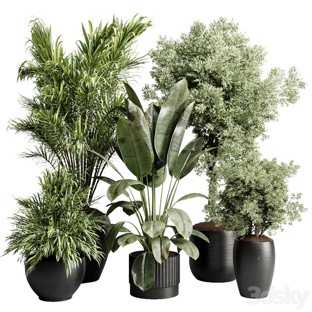 Trees Palm in a Concrete Pot - Indoor plant set 571
