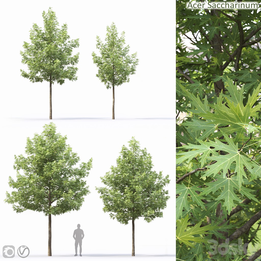 Acer