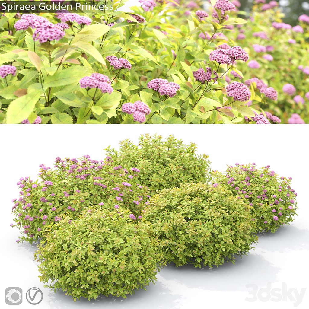 Spiraea Golden Princess