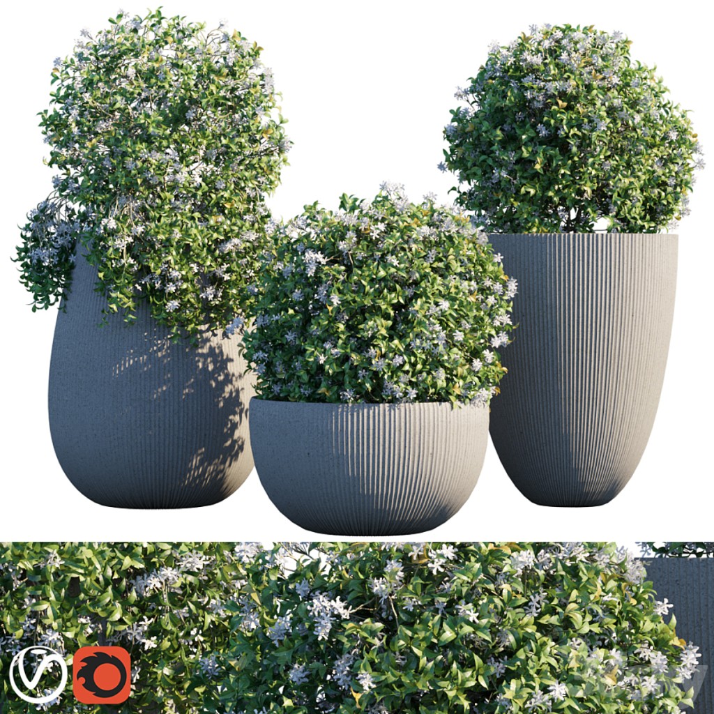 Plant in pots # 14: Star Jasmine