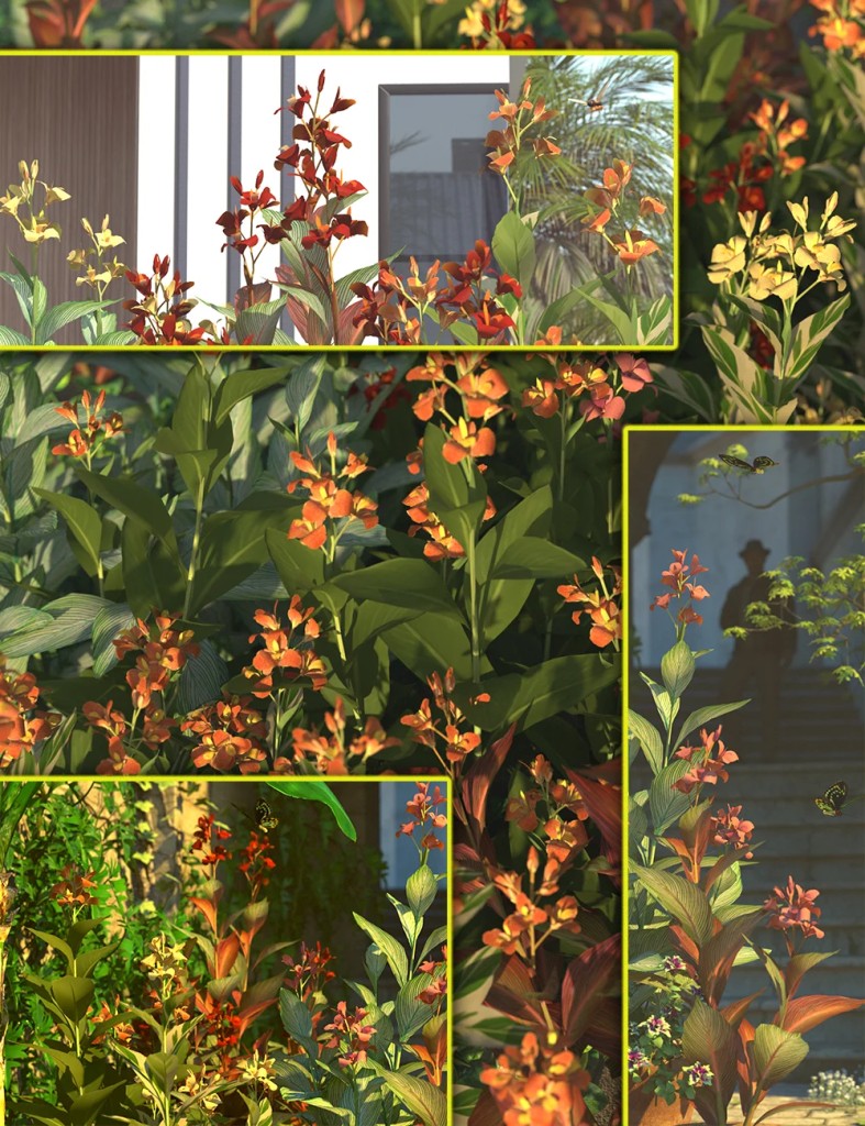 Canna – Flowering Indian Shot Plants