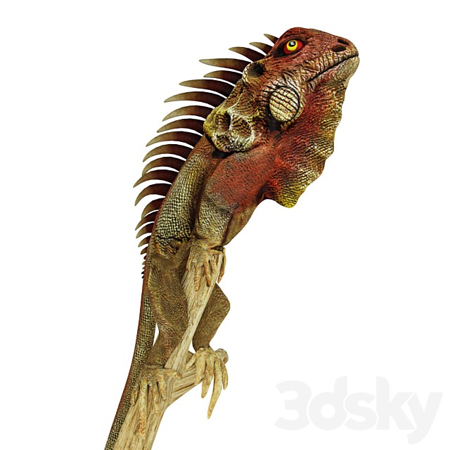 Iguana