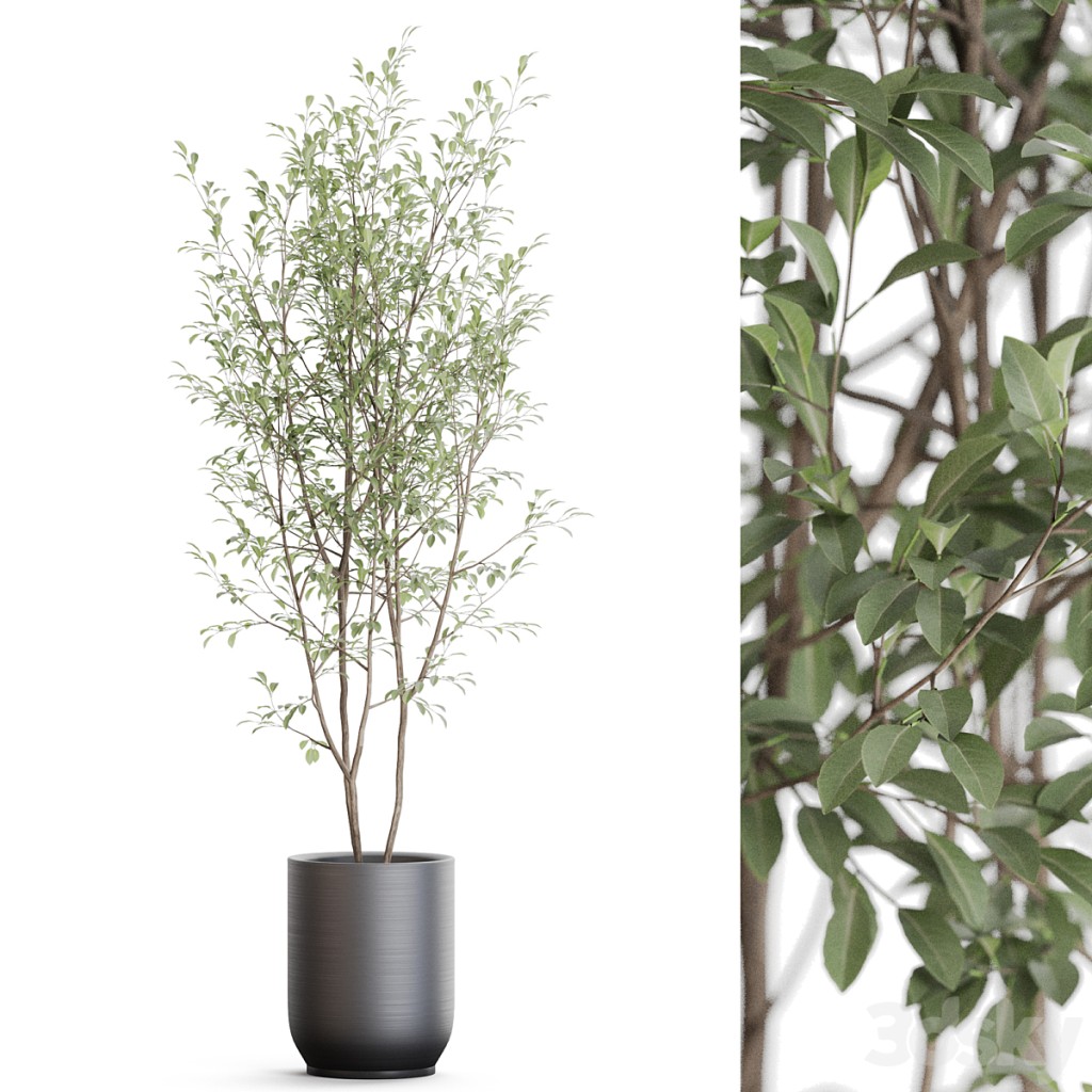 Plants collection 1174