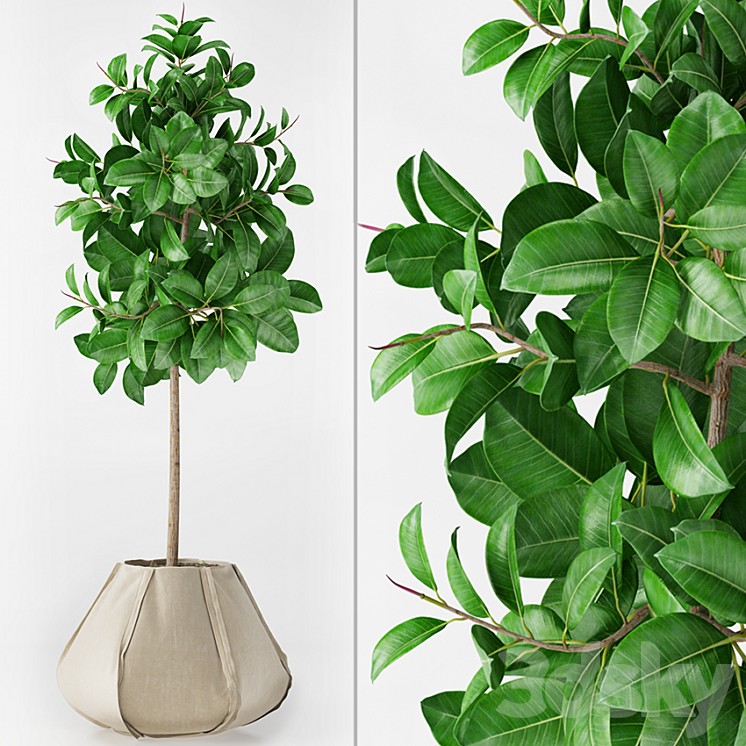Ficus Elastica