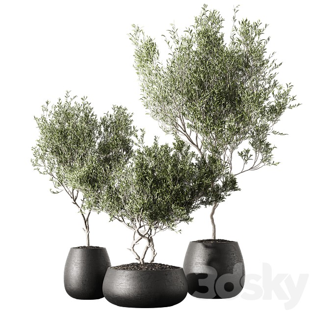 Set of indoor living plants in pots 13