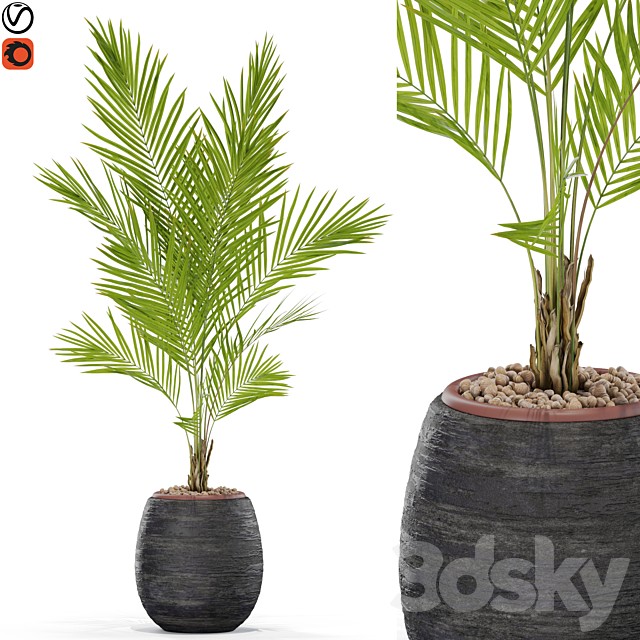 Plants collection 568