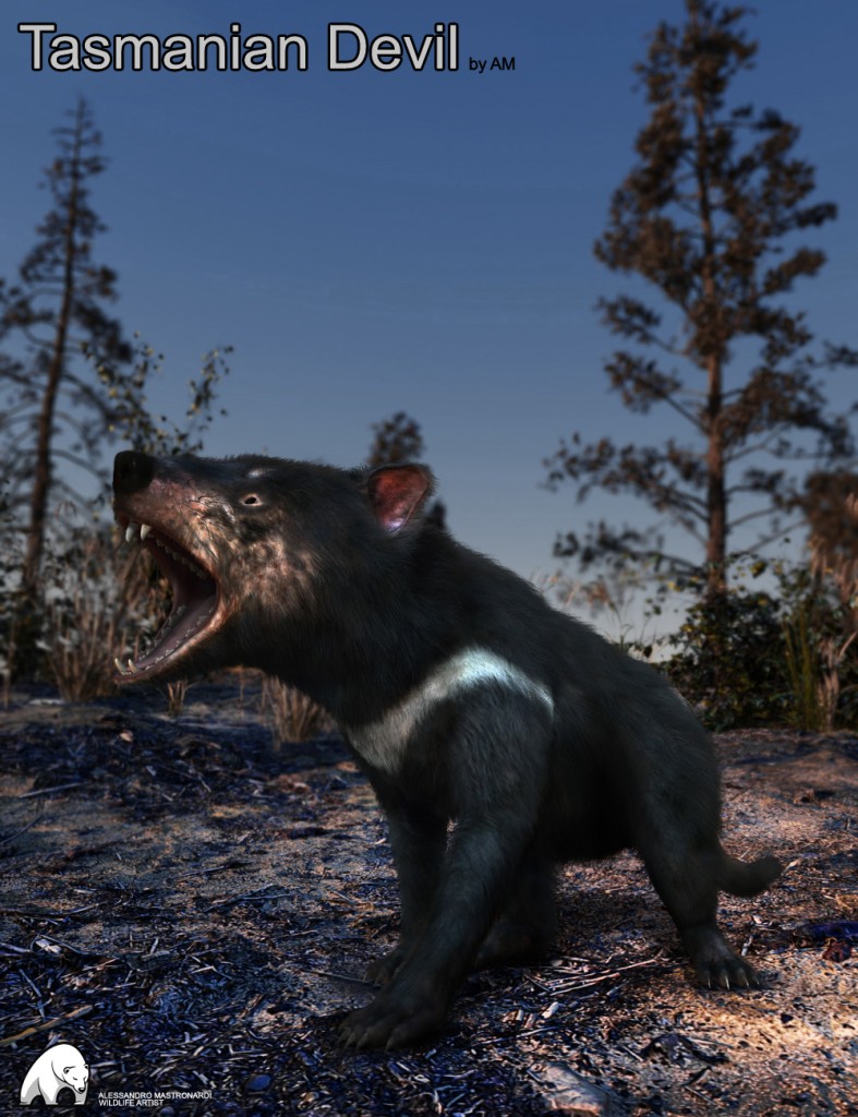 Tasmanian Devil by AM (Catalyzer Compliant)