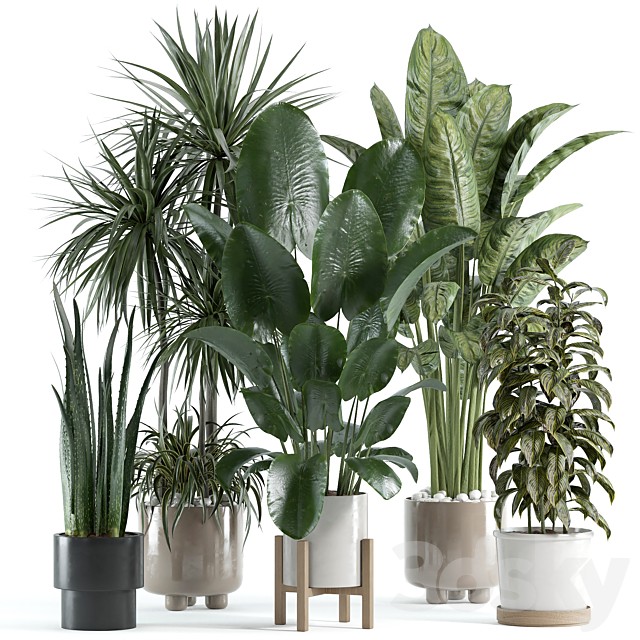 indoor plant 140