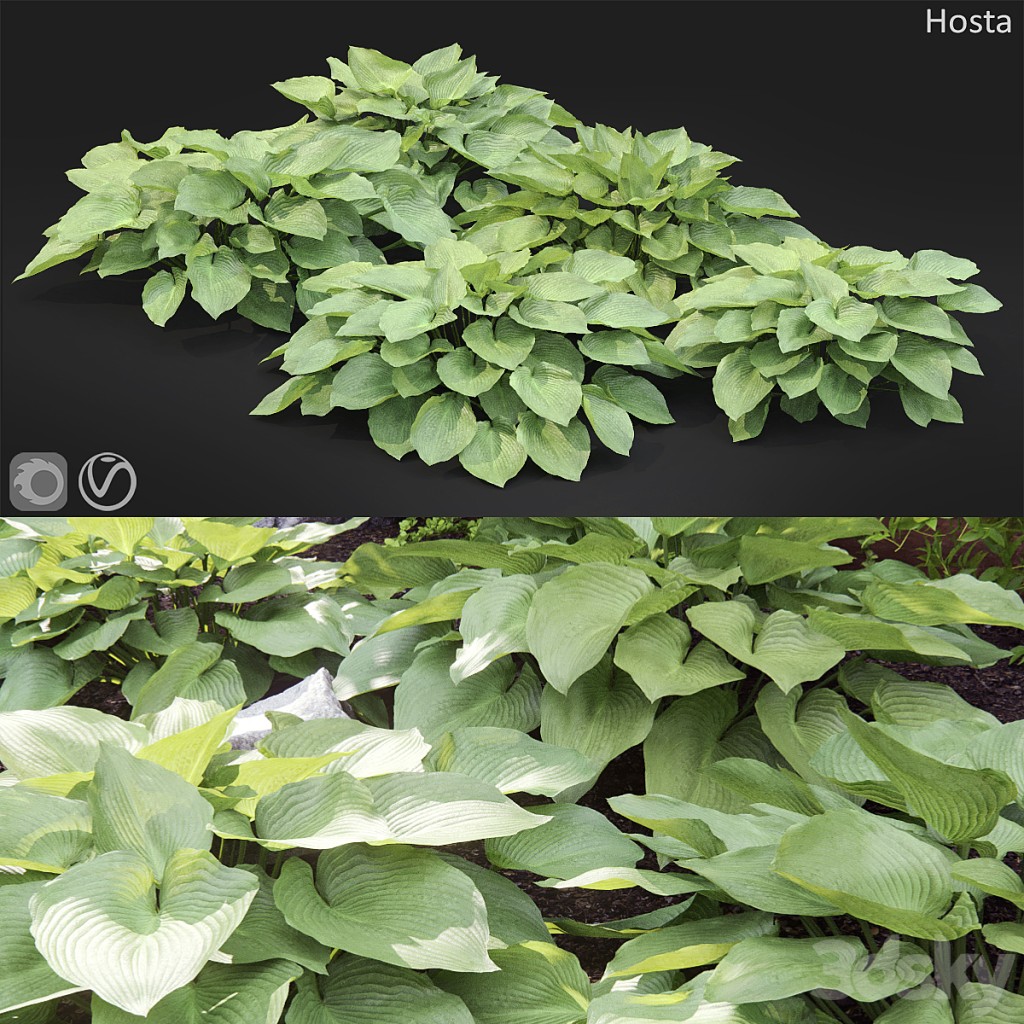 Hosta # 2